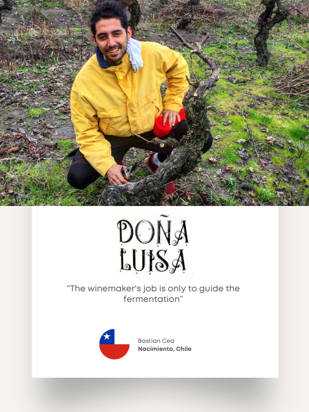Doña Luisa winemaker Bastián Cea tending a vine. His card describes guiding fermentation.